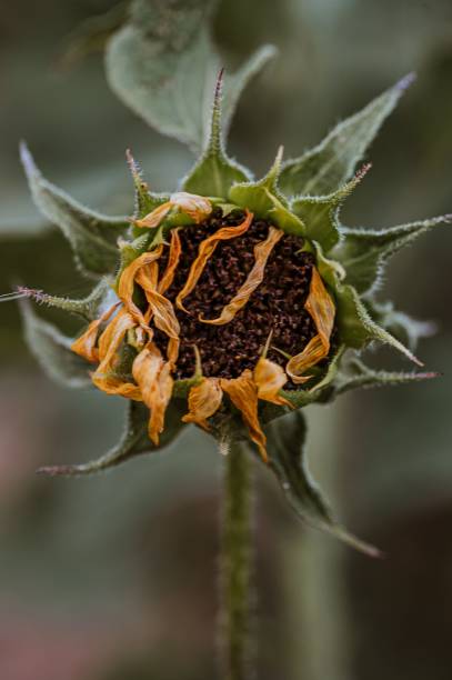 istock Closeup of a common sunflower on a blurry background 1432197391