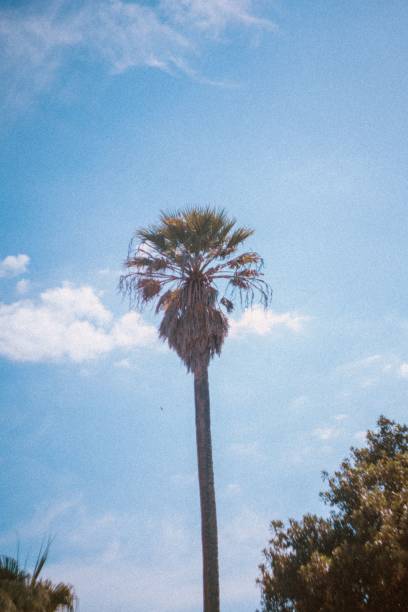 istock Vertical shot of a palm tree against the blue sky. 1432198626