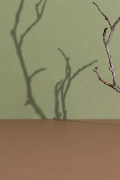 istock Premium brown scene with tree branches and their shadow on a green wall. Minimal abstract background for the presentation of a cosmetic product. Empty podium, showcase, display case. 1432198793