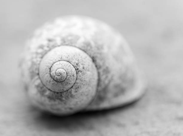 Snail On The Wall