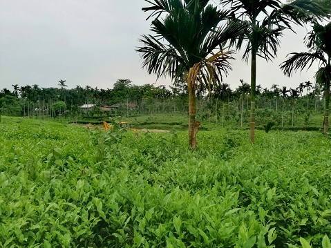 A tropical agricultural land with palm trees and bright green plants