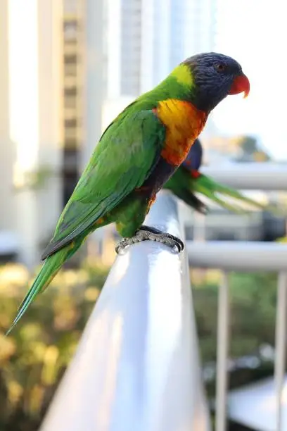 A  shallow focus shot of a colorful  parrot standing by the edge of a balcony