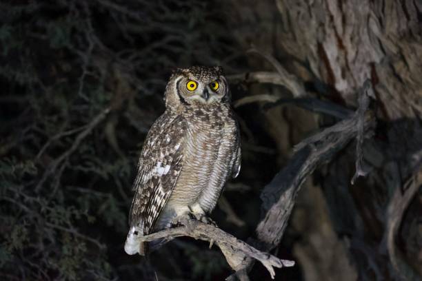 istock Spotted eagle-owl (Bubo africanus) with its eyes wide open sitting on a tree branch 1432201101