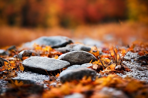 A closeup shot of stones in foliage with orange toned forest in the back