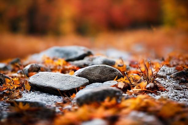 closeup shot of stones in foliage with orange toned forest in the back - 淺的 個照片及圖片檔