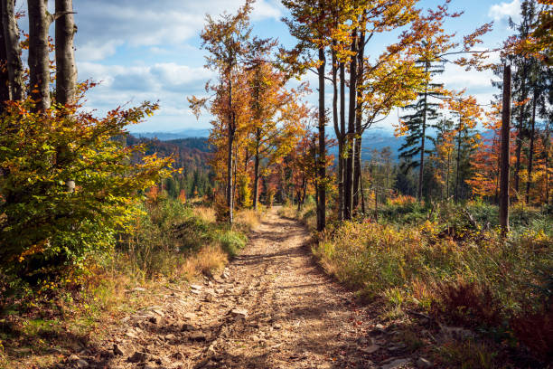 Beautiful alley of trees in the mountains. An autumn landscape full of colors and textures. Zlatna, Poland Beautiful alley of trees in the mountains. An autumn landscape full of colors and textures. Zlatna, Poland beskid mountains stock pictures, royalty-free photos & images