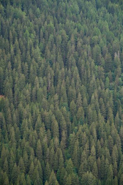 istock Aerial shot of a dense pine forest during daytime 1432204210