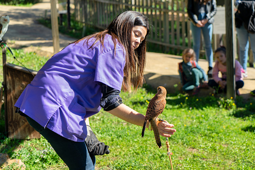 Caceres, Spain, February 22 - 2020. Veterinarian shows a kestrel on her arm at the bird recovery centre in Caceres.