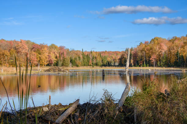 istock autumn landscapes near a lake 1432205033
