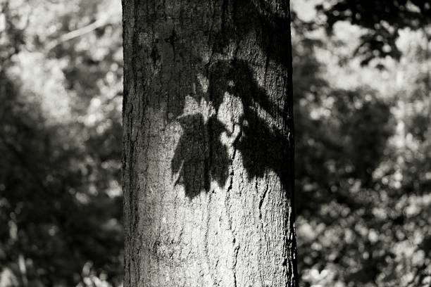 istock Shadow of leaves on the surface of a tree trunk, grayscale shot 1432206003