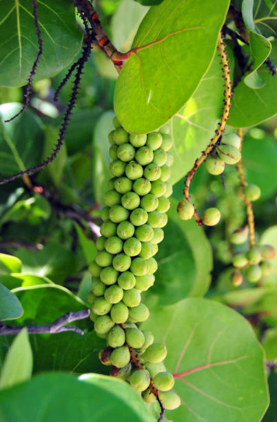 Anse Marcel, Collectivity of Saint Martin / Collectivité de Saint-Martin, French Caribbean: Sea grape, Coccoloba uvifera - cluster of fruits hanging from a branch. Species of plant in the genus Coccoloba in the knotweed family (Polygonaceae). The species is dioecious, separate-sex dioecious . The terminal inflorescences are 15 to 35 cm long, racemose and overhanging. The fruits (pseudofruit) from the fleshy perianth are almost spherical and about 2 cm in size; they are initially light green, later dark purple to dark blue in color. The entire infructescence resembles that of grapes.