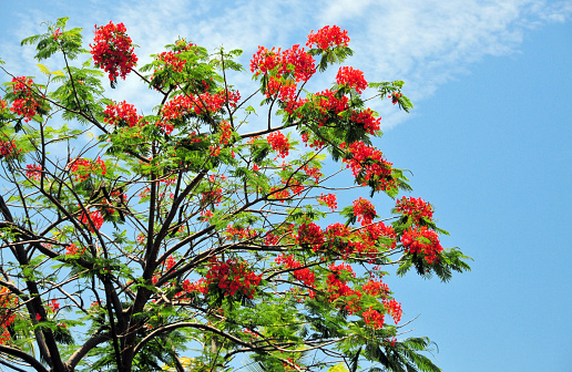 Anse Marcel, Collectivity of Saint Martin / Collectivité de Saint-Martin, French Caribbean: Delonix regia, ornamental flowering tree in the bean family Fabaceae, subfamily Caesalpinioideae - aka royal poinciana, flamboyant tree, phoenix flower, flame of the forest, flame tree, gulmohar, royal poinciana, gold mohar, peacock-flower, July tree...