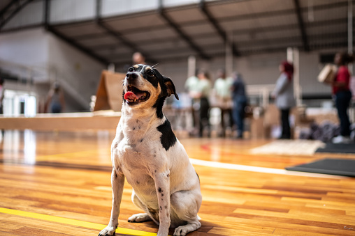 Dog at a community center