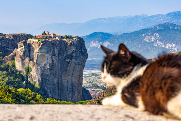배경으로 메테오라 수도원을 볼 수있는 옹벽에 앉아있는 고양이 - greece blue forest national landmark 뉴스 사진 이미지