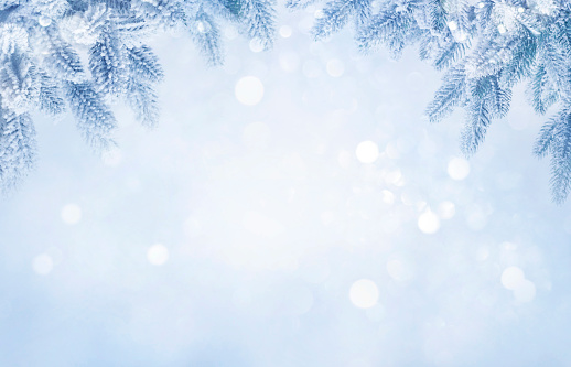 Beautiful abstract frosty winter background and snowy fir tree branches