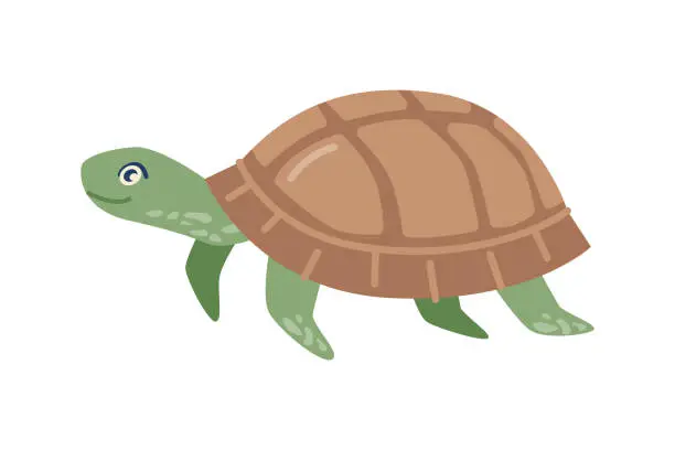 Vector illustration of Tortoise animal, isolated slow moving reptile with leathery domed shell. Marine fauna and creature, nature and environment. Vector in flat cartoon style