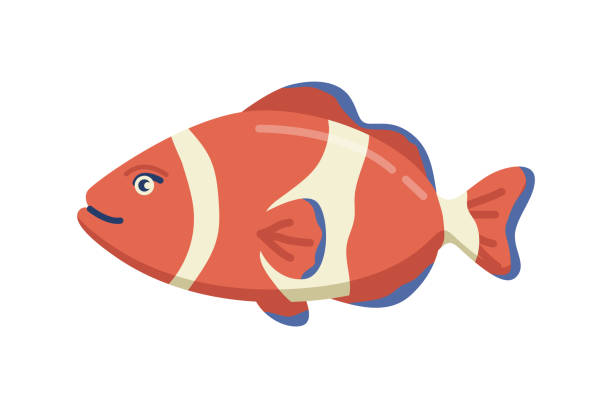 ilustrações de stock, clip art, desenhos animados e ícones de amphiprion underwater animal, isolated sea and oceanic life and creatures. marine dweller with colorful body and fins for swimming. vector in flat cartoon style - animals and pets isolated objects sea life