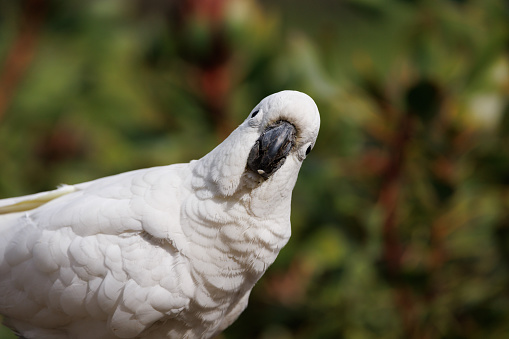 Sulphur crested cockatoo looking at the camera.