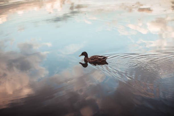 single duck swimming on reflective pond
