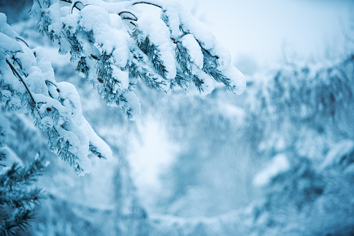 Winter christmas background - snow falling on pine tree branches.