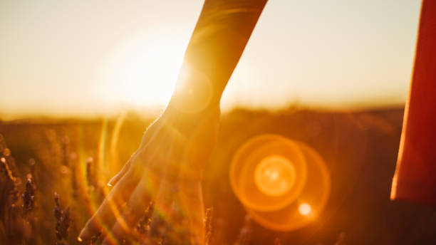 istock Woman's hand touching lavender flowers in field at dusk 1432216368