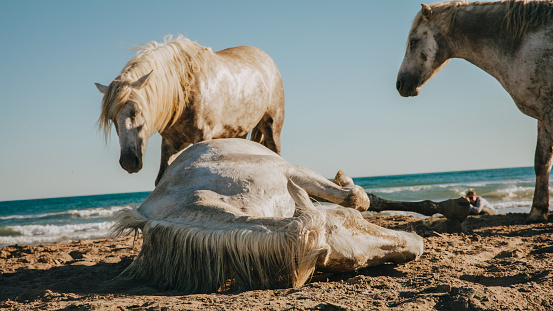Two wild horses have their back to the viewer as they look toward the beach and sea where five other wild horses are walking