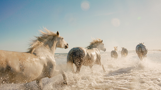 White camargue horses galloping on water against sky