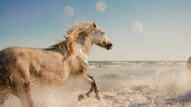 istock White horse running in water against sky 1432216810