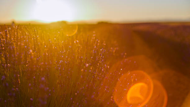 istock Lavender flowers in field at dusk 1432216922