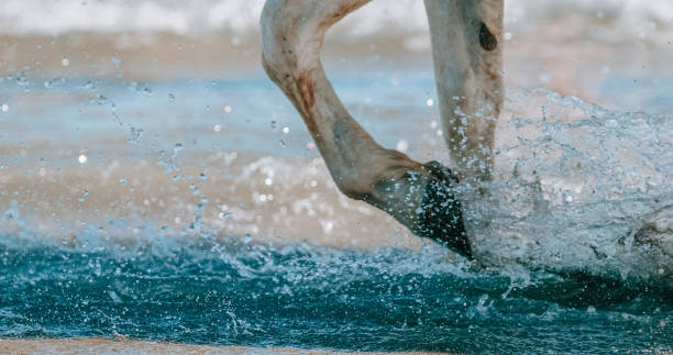 White horse walking through water