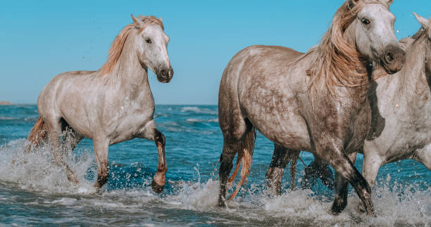 istock White horses running in water against sky 1432217027