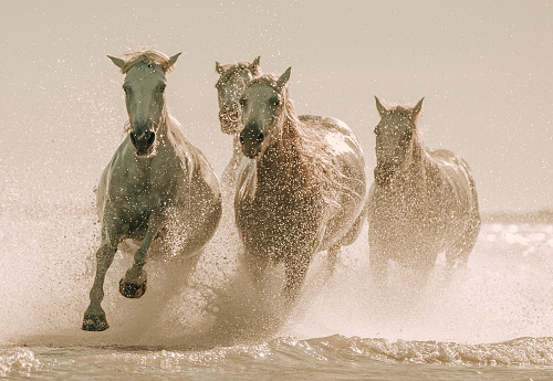 White camargue horses galloping on water against sky