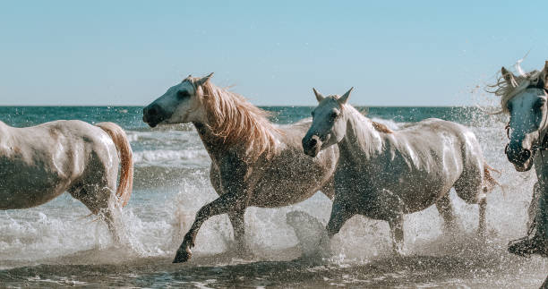istock White horses running in water against sky 1432217090