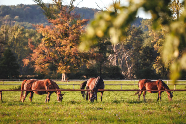 istock Herd of thoroughbred horses grazing grass on pasture 1432217554