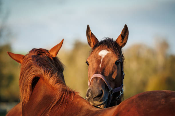 istock Two horses biting,scratching and grooming each other 1432217561