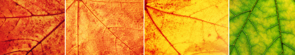 Composition of the closeup view of the colourful leaves. Concept of aging of the plant and autumn.