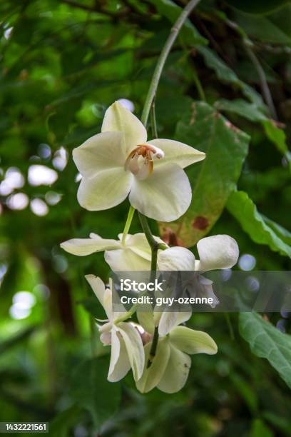 Foto de Flores De Orquídea e mais fotos de stock de Arbusto - Arbusto,  Beleza, Beleza natural - Natureza - iStock