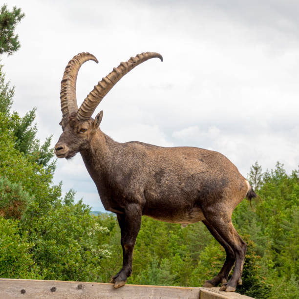 alpensteinbockkampf mit hörnern auf fels - alpensteinbock stock-fotos und bilder