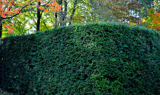hornbeams, yews and boxwoods shaped into giant cone shapes with rounded cone-shaped tips. Tall hedges of bosquets evergreen rich colors of the French Baroque garden, blue sky, carpinus betulus, buxus sempervirens, carpinus, taxus baccata, hedge