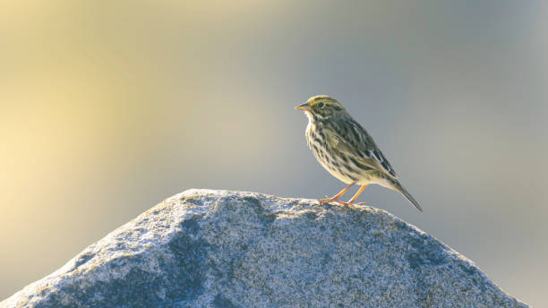 savannah sparrow appollaiato sulla roccia - passerculus sandwichensis foto e immagini stock