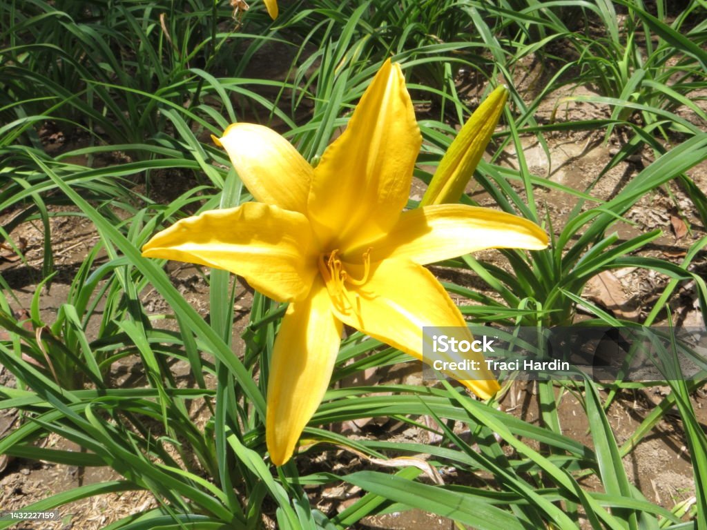 Lirio Tropical Amarillo En Un Lecho De Flores Foto de stock y más banco de  imágenes de Belleza - Belleza, Belleza de la naturaleza, Botánica - iStock