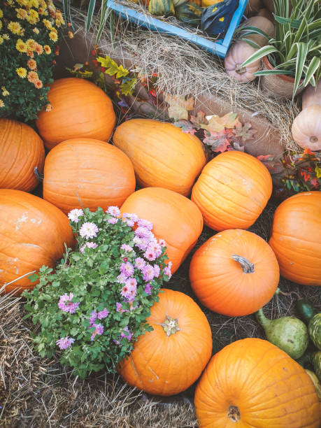 istock ripe vegetables and pumpkins at the vegetable fair 1432228018