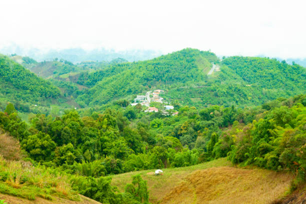 istock Tea field in Thailand with rain 1432228272