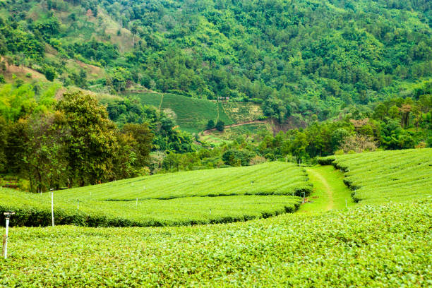 istock Tea field in Thailand with rain 1432228730