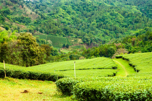 istock Tea field in Thailand with rain 1432228849