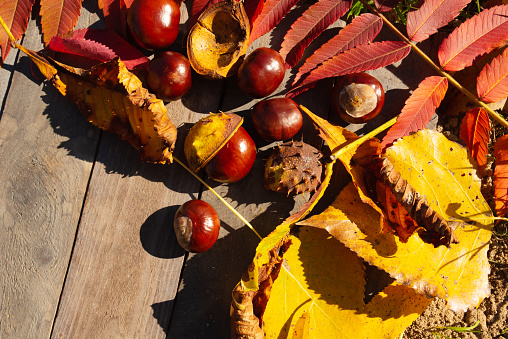 Sunny autumn still life on old wood with glossy chestnuts  und colorful foliage. Background for seasonal themes with space for text.