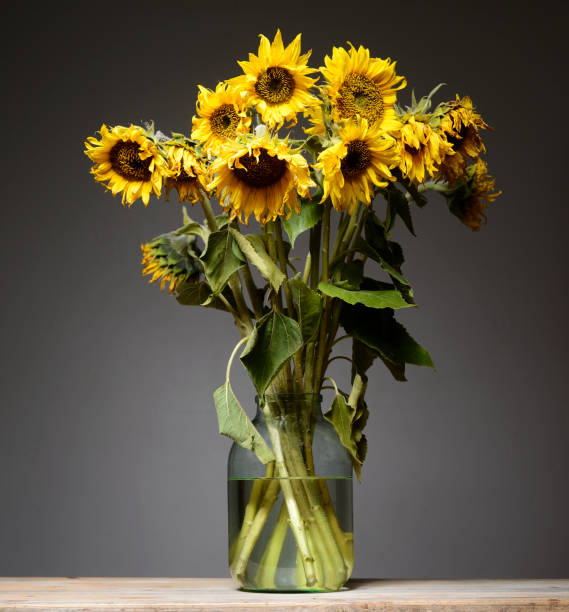 a bouquet of sunflowers in a glass jar stock photo