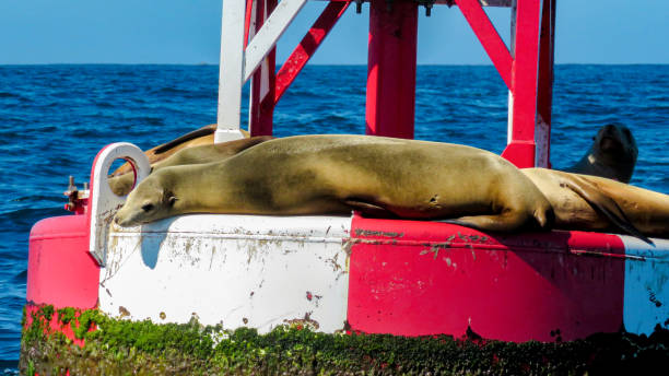istock California Sea Lions Resting on Buoy 1432233288