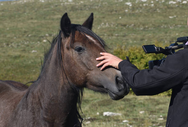 istock Horse's head too close to the camera 1432235904