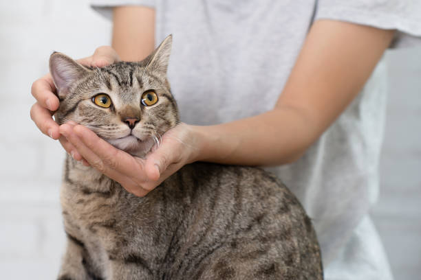 istock Close up face of cat by hands. 1432237195